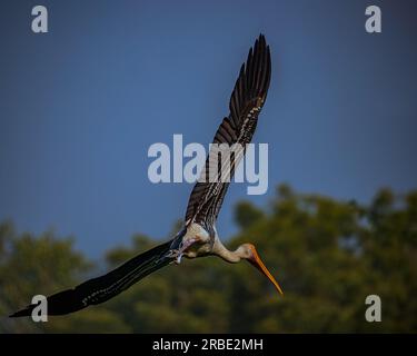 Ein bemalter Storch, der über eine Kamera fliegt Stockfoto