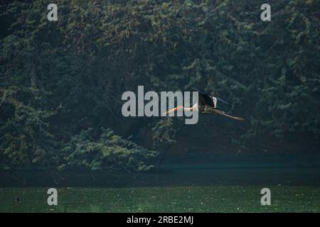 Ein gemalter Storch, der über einen See fliegt Stockfoto