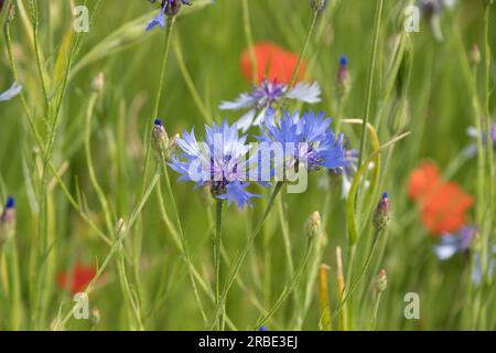 Maisblume (Centaurea cyanus) vor der Kulisse von rotem Mohn, der in einer wilden Blumenwiese wächst Stockfoto