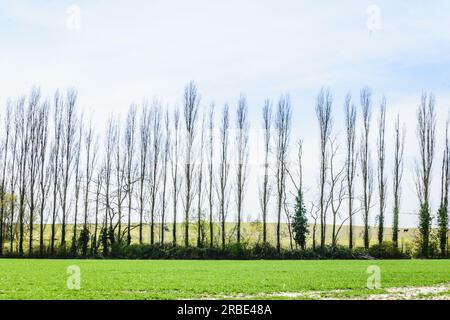 Wald bei Nacht mit Reflexionen von Bäumen im See Stockfoto
