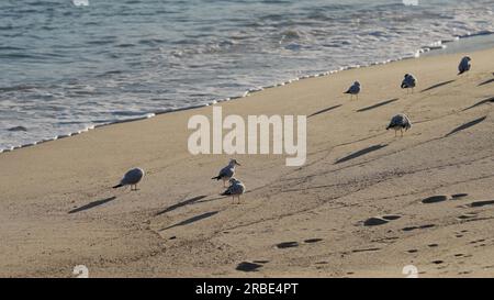 Möwen stehen am Strand, genießen abends Sonnenlicht, breites Foto Stockfoto