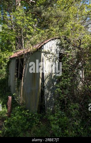 Verlassene und überwucherte Zinnschuppen in einem walisischen Wald Stockfoto