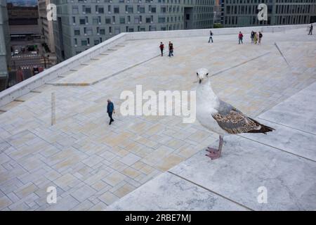 Eine Möwe ruht an einem bewölkten Tag auf einem Vorsprung des Opernhauses von Oslo, der 2008 mit der Absicht erbaut wurde, Besuchern den Marmor zu ermöglichen Stockfoto