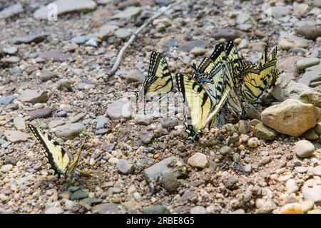 Eine Gruppe östlicher Tigerschwalbenschwanz-Schmetterlinge in einem Bach, Waldlandschaft, natürlicher Hintergrund, Themenkopie-Space-Banner Webdesign Stockfoto