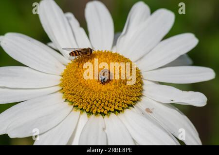 Ein Hoverfly und Marienkäfer teilen sich den Nektar einer großen Blume. Stockfoto