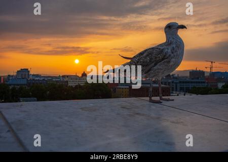 Eine Möwe ruht während eines Sonnenuntergangs auf einem Vorsprung des Opernhauses von Oslo, das 2008 mit der Absicht erbaut wurde, Besuchern den Marmor zu ermöglichen Stockfoto