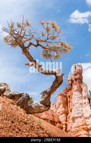 Einsamer Kiefernbaum mit Hoodoos im Hintergrund im Bryce Canyon NP Stockfoto