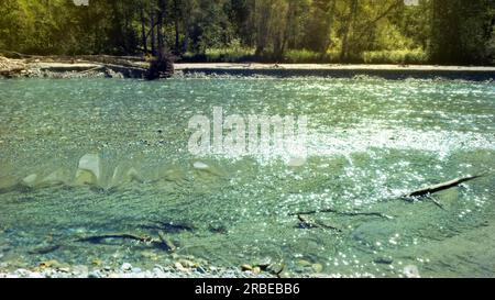 Kleiner, klarer, kalter Fluss mit Kieselsteinen im Arkhyz Gebirgskamm - Foto der Natur Stockfoto