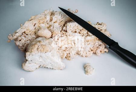 Hericium erinaceus oder Löwen-Mähne-Pilze mit einem Messer. Medizinisches Pilzkonzept Stockfoto