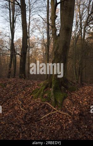 Der Grumsin-Wald ist ein UNESCO-Weltkulturerbe zum Schutz des natürlichen gemeinsamen Buchenwaldes im Stadtteil Uckermark in Deutschland Stockfoto