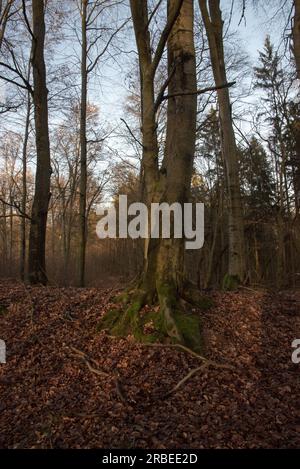 Der Grumsin-Wald ist ein UNESCO-Weltkulturerbe zum Schutz des natürlichen gemeinsamen Buchenwaldes im Stadtteil Uckermark in Deutschland Stockfoto