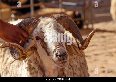 Kopf und Hörner eines großen männlichen Schafes (Ziege, Lamm) in Amman, Jordanien - Eid al-Adha Al-Mubarak in Schafställen in muslimischen und arabischen Ländern (Qurban) Stockfoto