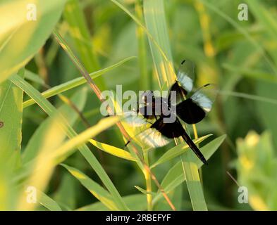 Männliche Witwe Skimmer (Libellula luctuosa) in einer Iowa-Prärie Stockfoto