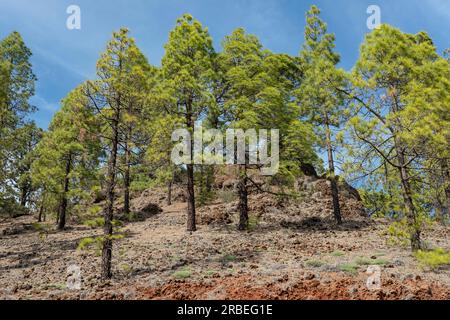 Blick auf die majestätische kanarische Kiefer, auch bekannt als Pinus canariensis, ein Nadelbaum, der auf den Kanarischen Inseln, Spanien, endemisch ist Stockfoto