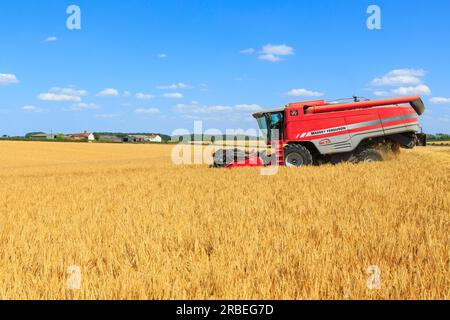 7. Juli 2023 Ernte von Tardis Wintergerste bei 14 % Feuchtigkeit auf einem Betrieb in der Nähe von Empingham, Rutland Stockfoto