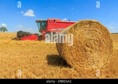 7. Juli 2023 Ernte von Tardis Wintergerste bei 14 % Feuchtigkeit auf einem Betrieb in der Nähe von Empingham, Rutland Stockfoto