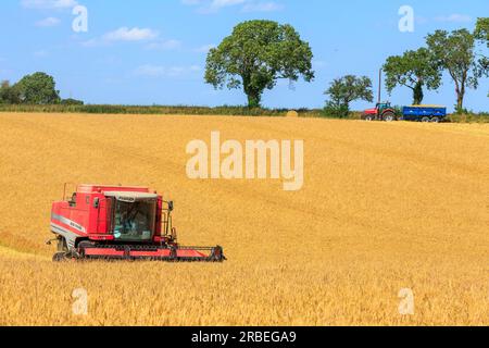 7. Juli 2023 Ernte von Tardis Wintergerste bei 14 % Feuchtigkeit auf einem Betrieb in der Nähe von Empingham, Rutland Stockfoto