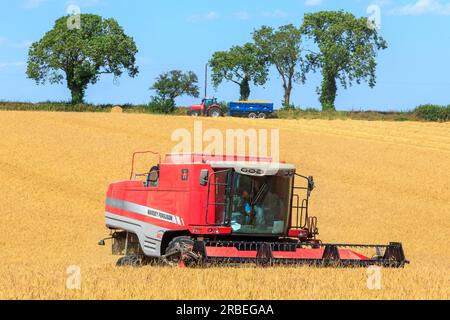 7. Juli 2023 Ernte von Tardis Wintergerste bei 14 % Feuchtigkeit auf einem Betrieb in der Nähe von Empingham, Rutland Stockfoto