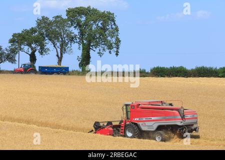 7. Juli 2023 Ernte von Tardis Wintergerste bei 14 % Feuchtigkeit auf einem Betrieb in der Nähe von Empingham, Rutland Stockfoto