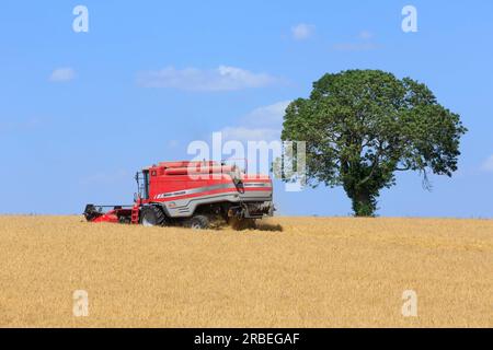 7. Juli 2023 Ernte von Tardis Wintergerste bei 14 % Feuchtigkeit auf einem Betrieb in der Nähe von Empingham, Rutland Stockfoto