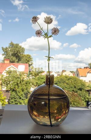 Astrantia major in Vase Stockfoto