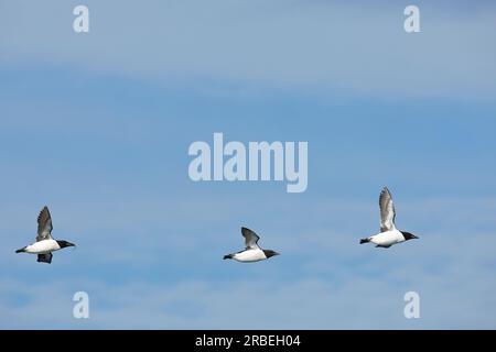 Drei Brunnicchs Speiseröhre im Flug, eine mit einem Fisch im Schnabel Stockfoto