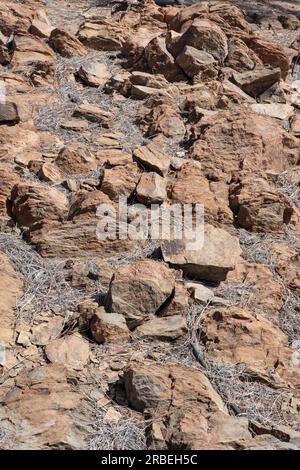 Felsiger vulkanischer Boden, der in großer Höhe im Teide-Nationalpark gefunden wurde, bedeckt mit trockenen Kiefernnadeln der hohen Pinus canariensis, widerstandsfähigen Bäumen Stockfoto