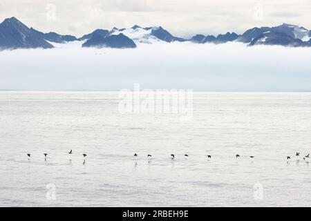 Brunnichs Guillemots fliegen im arktischen Ozean Stockfoto