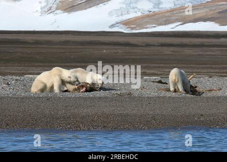 Eisbären fürchten sich an einem Walrosskörper im arktischen Spitzbergen Stockfoto