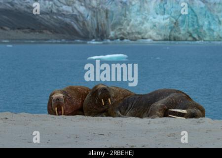 Spaziergänge, die an einem arktischen Strand schlafen, mit einem Gletscher im Hintergrund Stockfoto