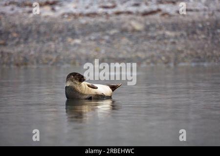 Seehunde auf einem Felsen in arktischen Meeren Stockfoto