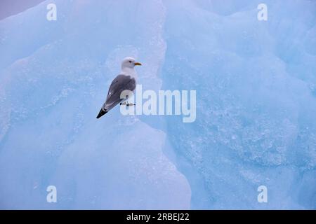 Kittiwakes auf einem Eisberg Stockfoto