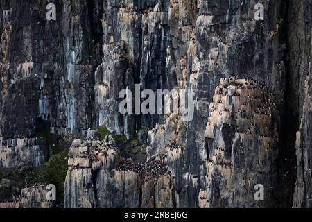 Brunichs Guillemots, die sich auf den Alkefjellet-Klippen im Arktischen Ozean verstecken Stockfoto