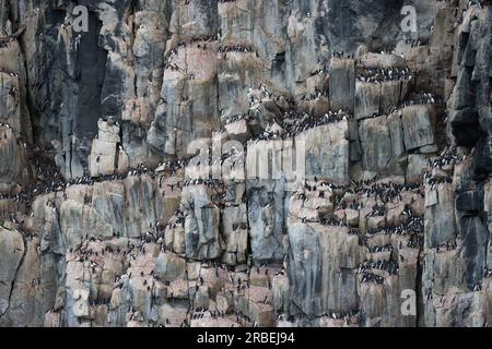 Brunichs Guillemots, die sich auf den Alkefjellet-Klippen im Arktischen Ozean verstecken Stockfoto