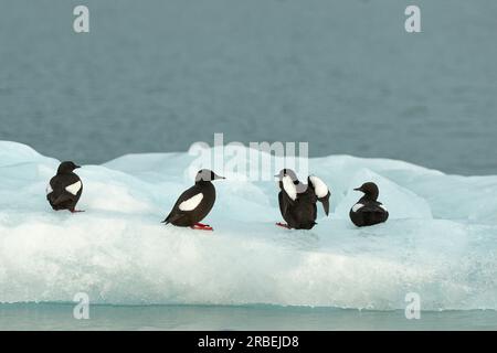 Schwarze Guillemots auf Eisfluss Stockfoto