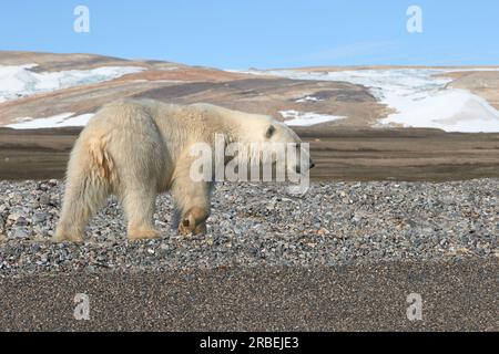 Ein Eisbär an einem Kiesstrand im arktischen Svalbard Stockfoto
