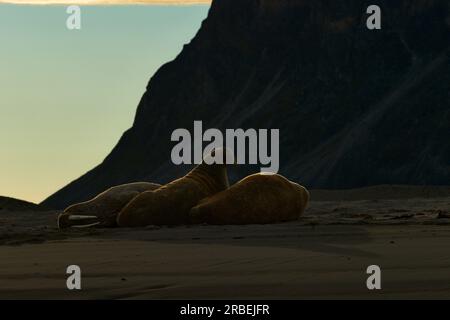 Drei Spaziergänge, die an einem arktischen Strand liegen Stockfoto