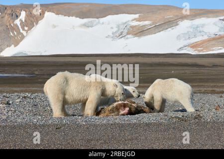 Eisbären fürchten sich an einem Walrosskörper im arktischen Spitzbergen Stockfoto