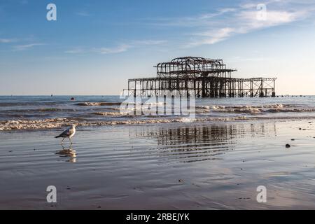 Eine Möwe, die an einem Sommerabend bei Ebbe am Brighton Beach spazieren geht, mit den Ruinen des West Pier Stockfoto