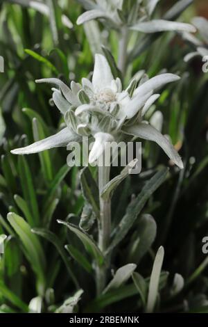 Nahaufnahme einer wunderschönen einzelnen Edelweißblume in einem Gartenbett, selektiver Fokus Stockfoto