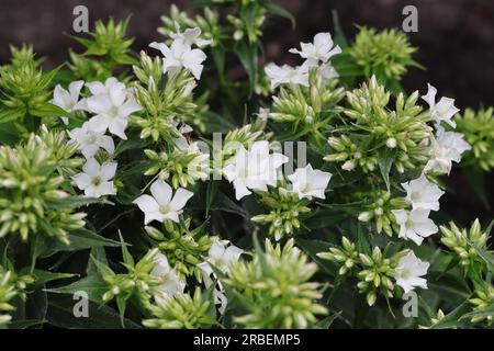 Nahaufnahme weißer Phlox paniculata-Blüten mit vielen Knospen auf den Blumenpanikeln Stockfoto