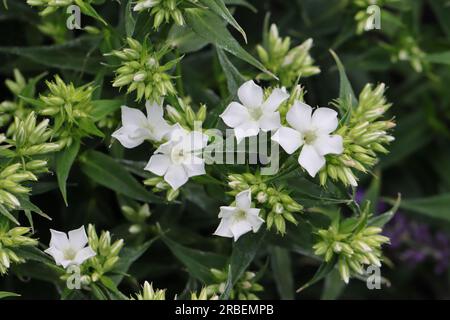 Nahaufnahme weißer Phlox paniculata-Blüten mit vielen Knospen auf den Blumenpanikeln Stockfoto