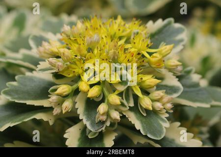 Nahaufnahme einer wunderschönen Phedimus aizoon Pflanze mit einer dichten gelben Blüte in Seitenansicht Stockfoto