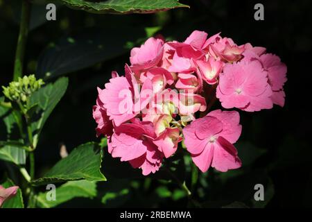 Nahaufnahme einer sonnenbeleuchteten, rosafarbenen Blume der Sorte Hydrangea macrophylla vor einem dunklen natürlichen Hintergrund Stockfoto