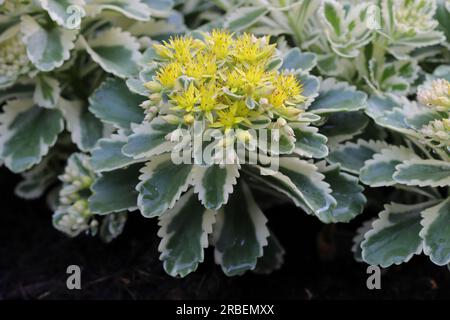 Nahaufnahme einer wunderschönen Phedimus-aizoon-Pflanze mit einer dichten gelben Blüte, Seitenansicht Stockfoto
