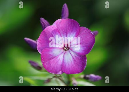 Nahaufnahme einer einzelnen zweifarbigen Phlox-paniculata-Blume mit violetten und weißen Farben vor einem dunkelgrünen, unscharfen Hintergrund, Kopierbereich Stockfoto