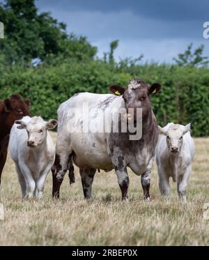 Herde von Rindern, die auf Tieflandweiden weiden, Peterborough, Vereinigtes Königreich. Stockfoto