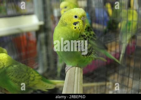 Wellensittich, männliches und weibliches Mädchen und Junge sitzen in einem Käfig auf einer Stange. Haustiere, Vögel, Tiere Stockfoto