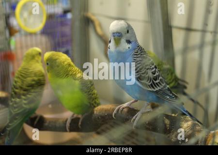 Wellensittich, männliches und weibliches Mädchen und Junge sitzen in einem Käfig auf einer Stange. Haustiere, Vögel, Tiere Stockfoto