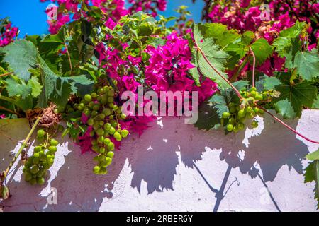 Weiß getünchte Wand mit rosa oder lila Bougainvillea mit Weinblättern und grünen Traubenbündeln, die ihren Schatten auf die Wand werfen Stockfoto